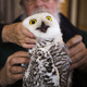 Illustration for article titled Hungerford the snowy owl